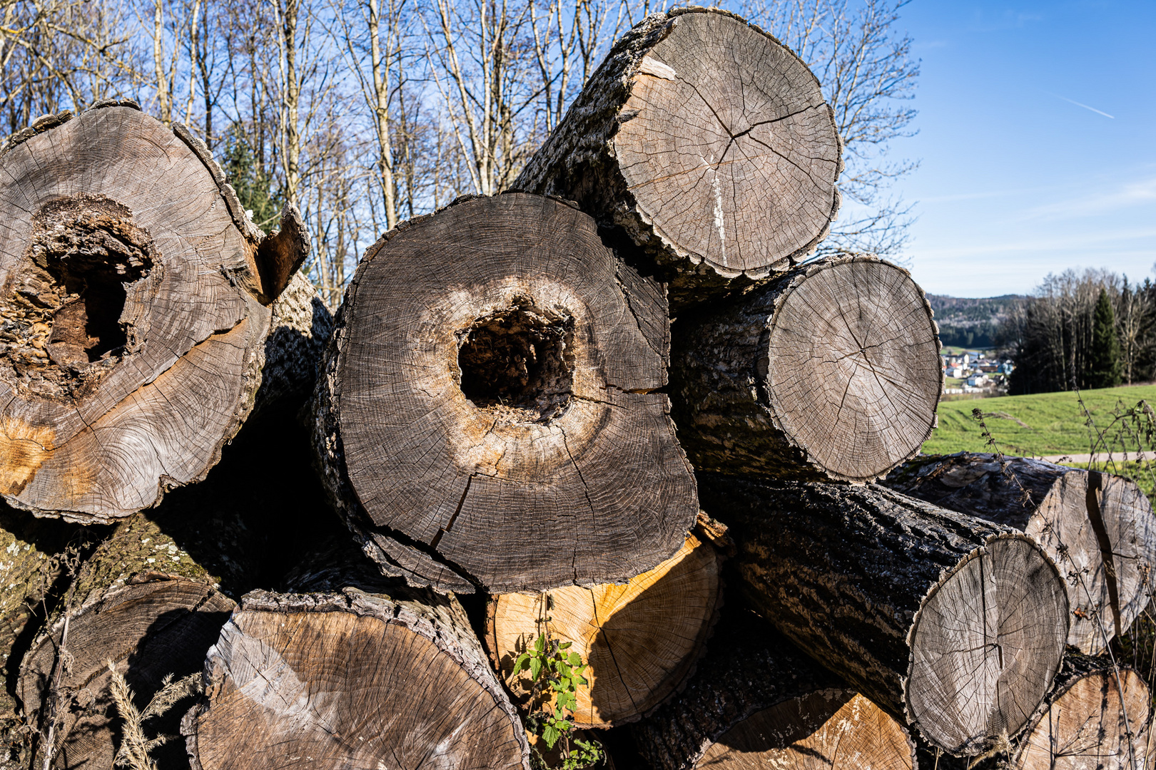 Der Holzkäfer war sehr aktiv