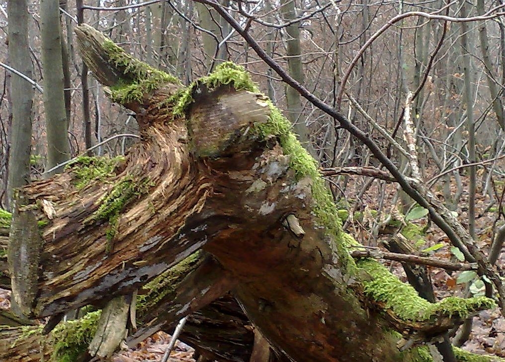 Der Holzkeiler im Wald am Gundhof