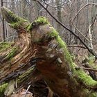 Der Holzkeiler im Wald am Gundhof