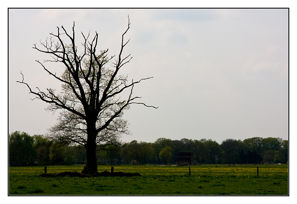 der Holzmichelbaum