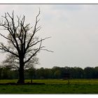 der Holzmichelbaum