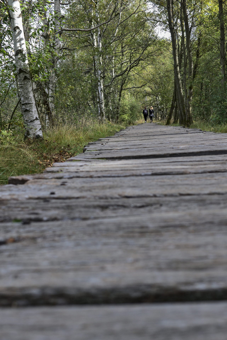 Der HolzWeg