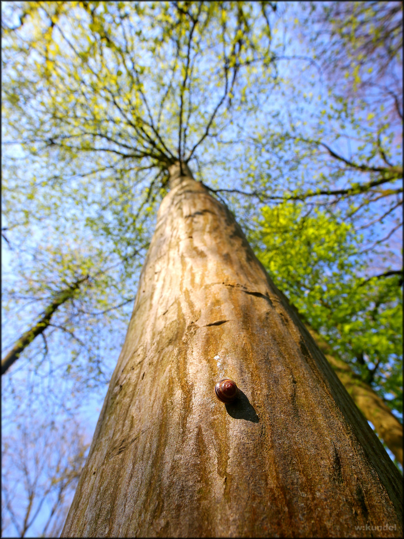 der Holzweg