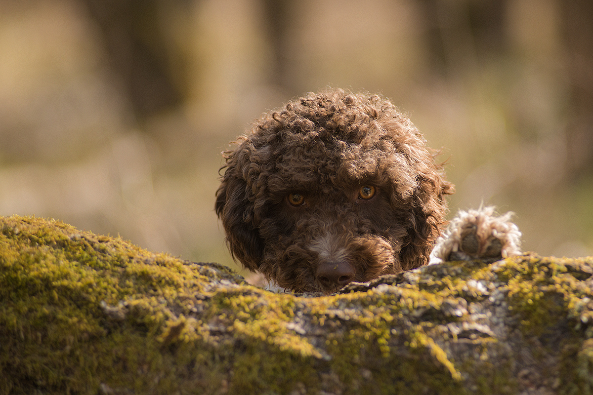 Der Holzwurmchecker