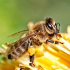 der Honig wird schmecken