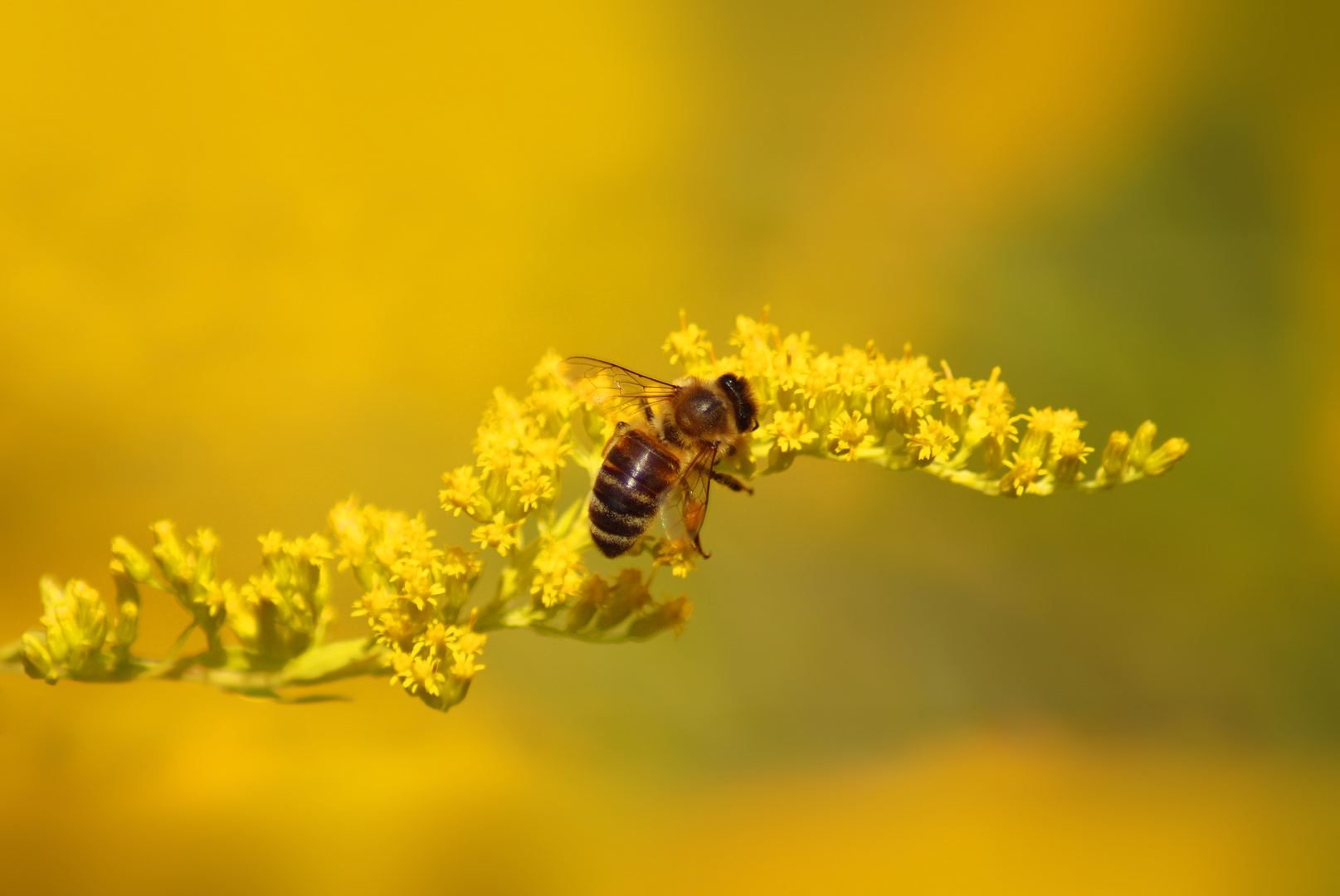 Der Honigsammler