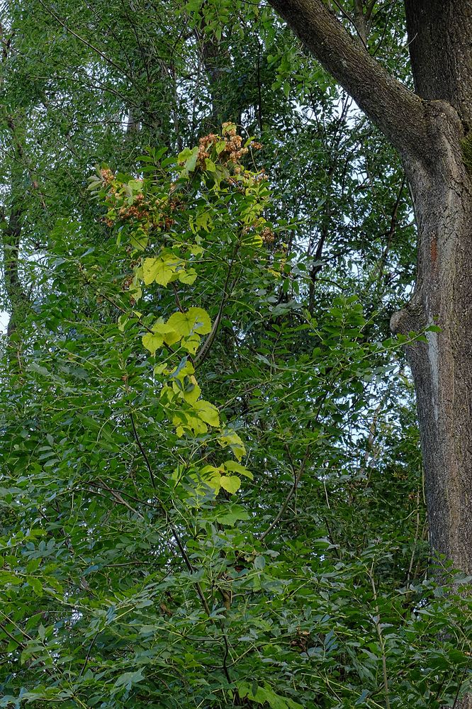 Der Hopfen windet sich hoch im Beverseewald. Vom Herbst noch nichts zu sehen.