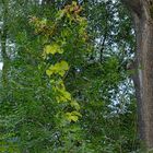 Der Hopfen windet sich hoch im Beverseewald. Vom Herbst noch nichts zu sehen.