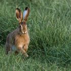 Der Hoppelmann