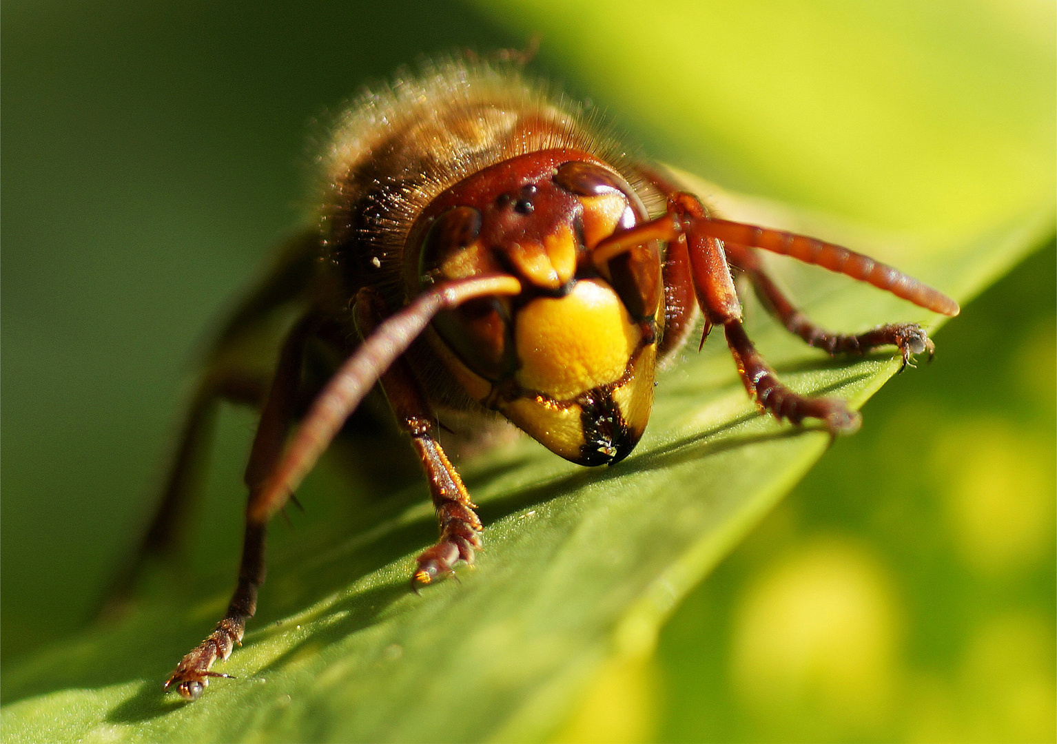 Der Hornisse ins Auge geschaut