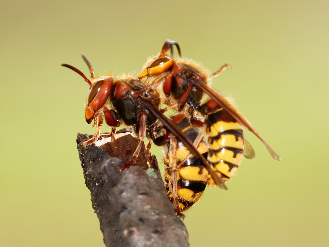 Der Hornissendrohn - volle Action