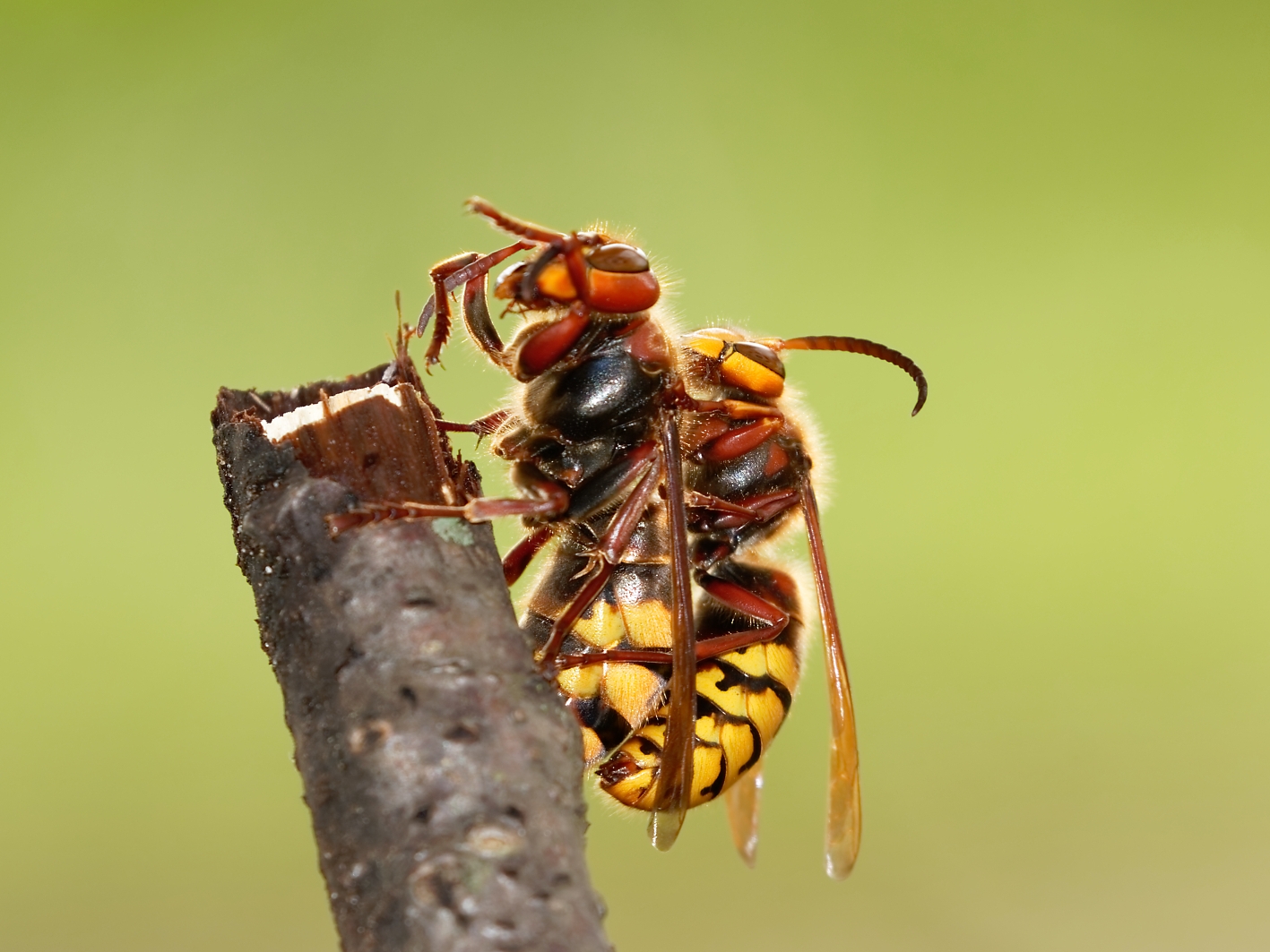 Der Hornissendrohn - volle Action