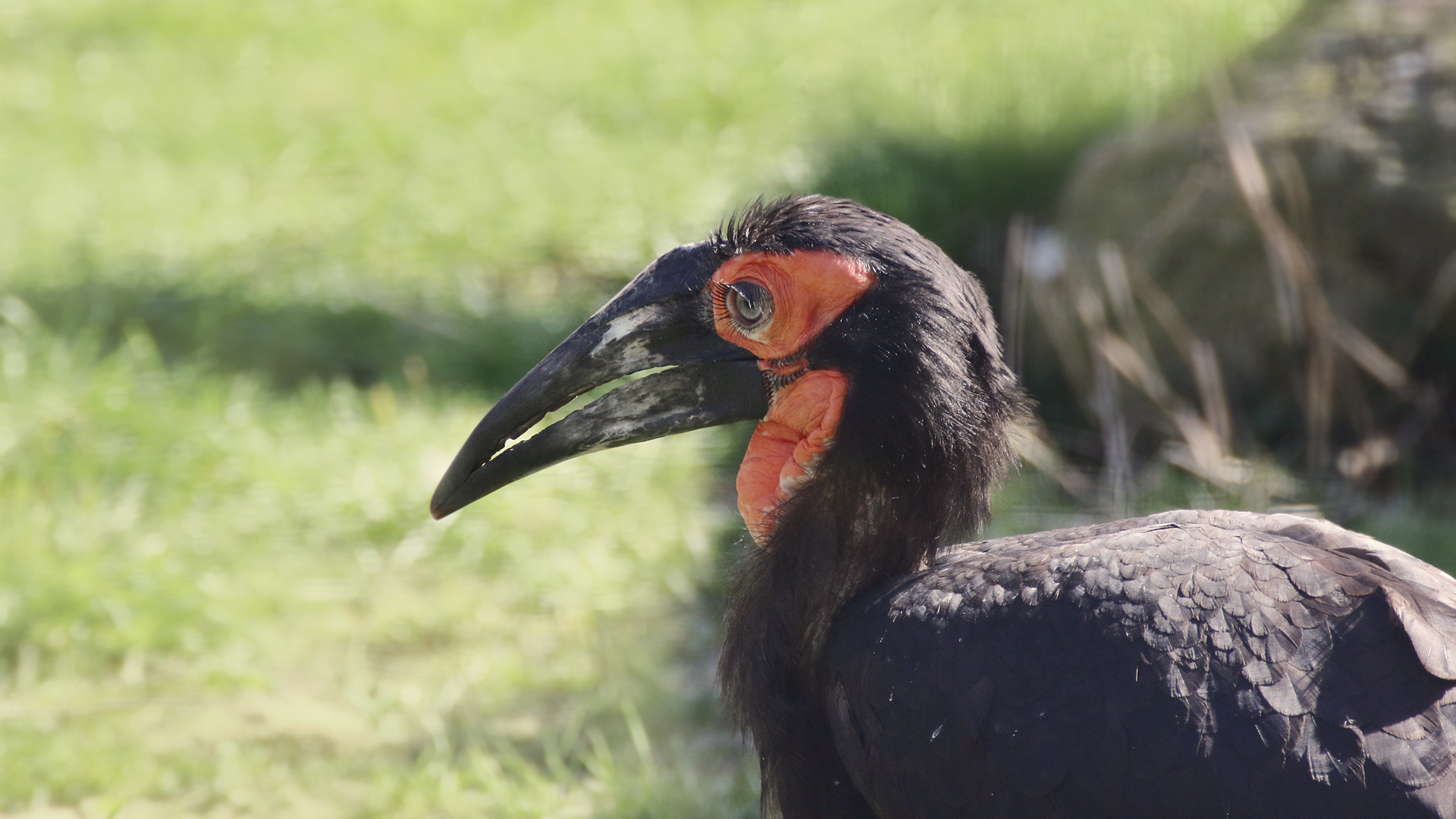 Der Hornrabe im Profil