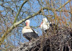 der Horst ist besetzt