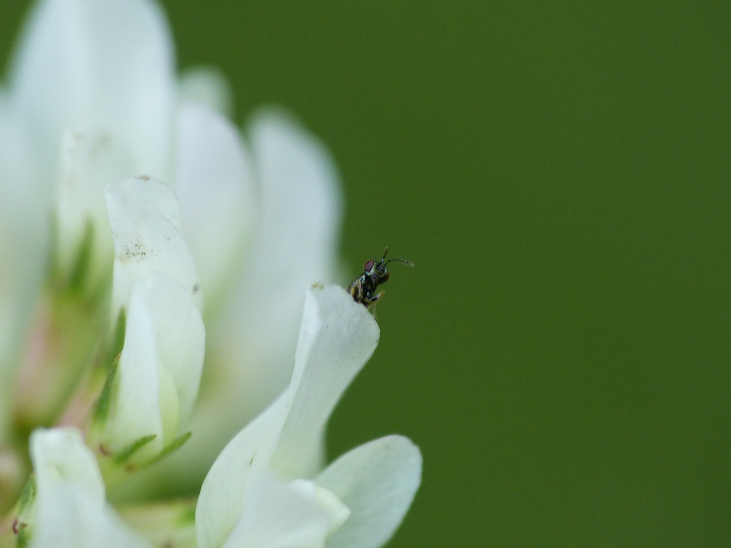 Der Hu auf einer Blüte