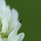 Der Hu auf einer Blüte