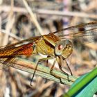 der Hubschrauber ist gelandet