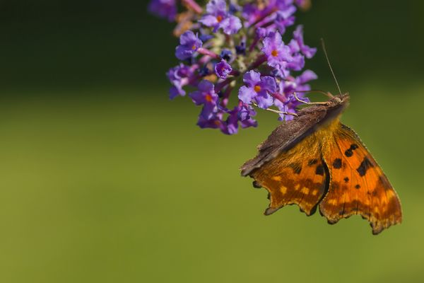 Der hübsche C-Falter.