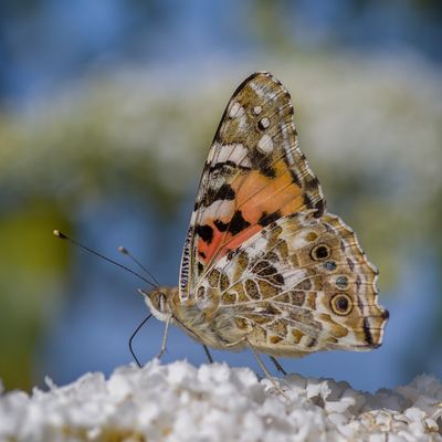 Der hübsche Distelfalter.