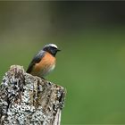 Der hübsche Gartenrotschwanz (männl.) ...