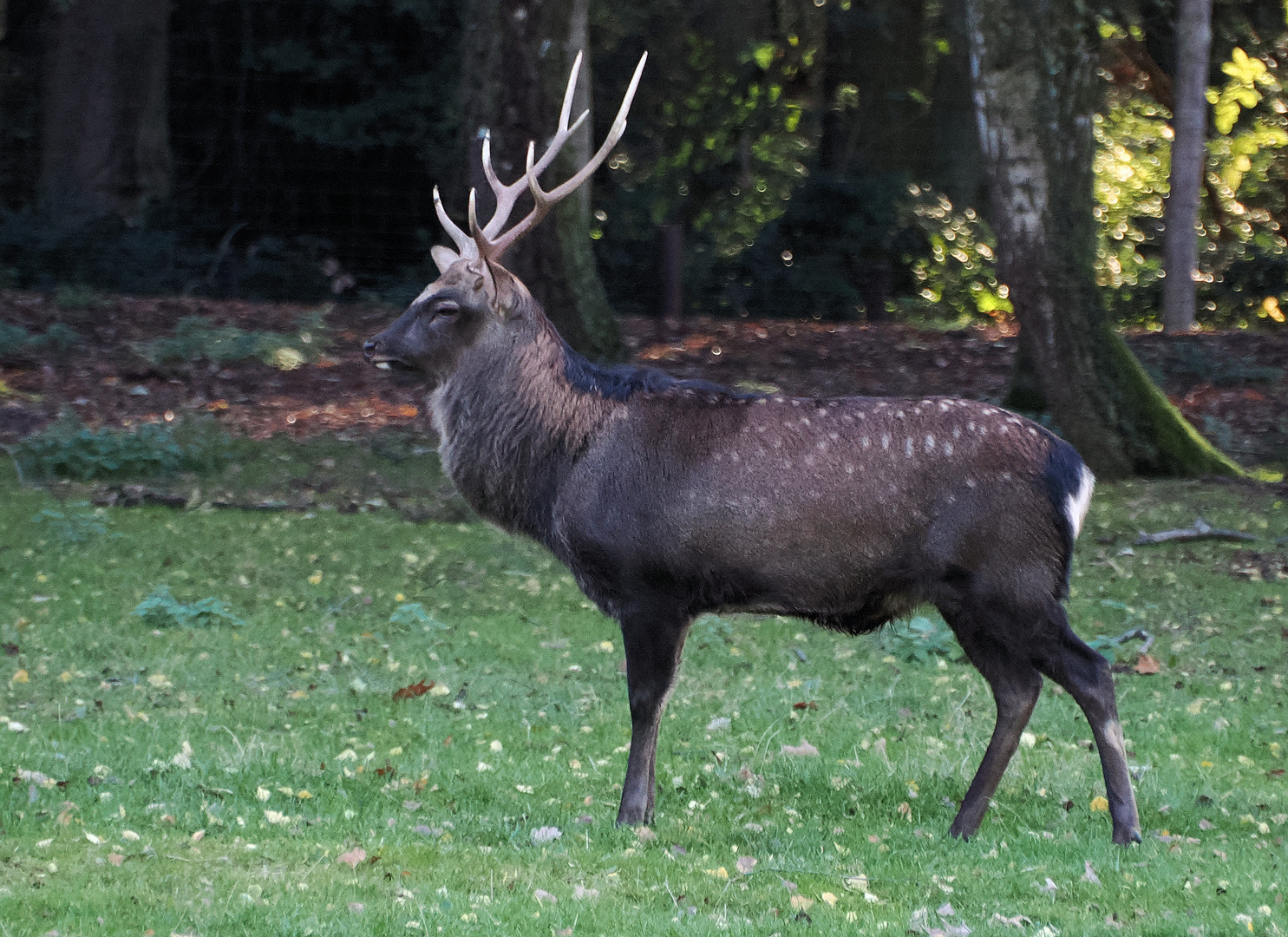 Der hübsche Hirsch ..