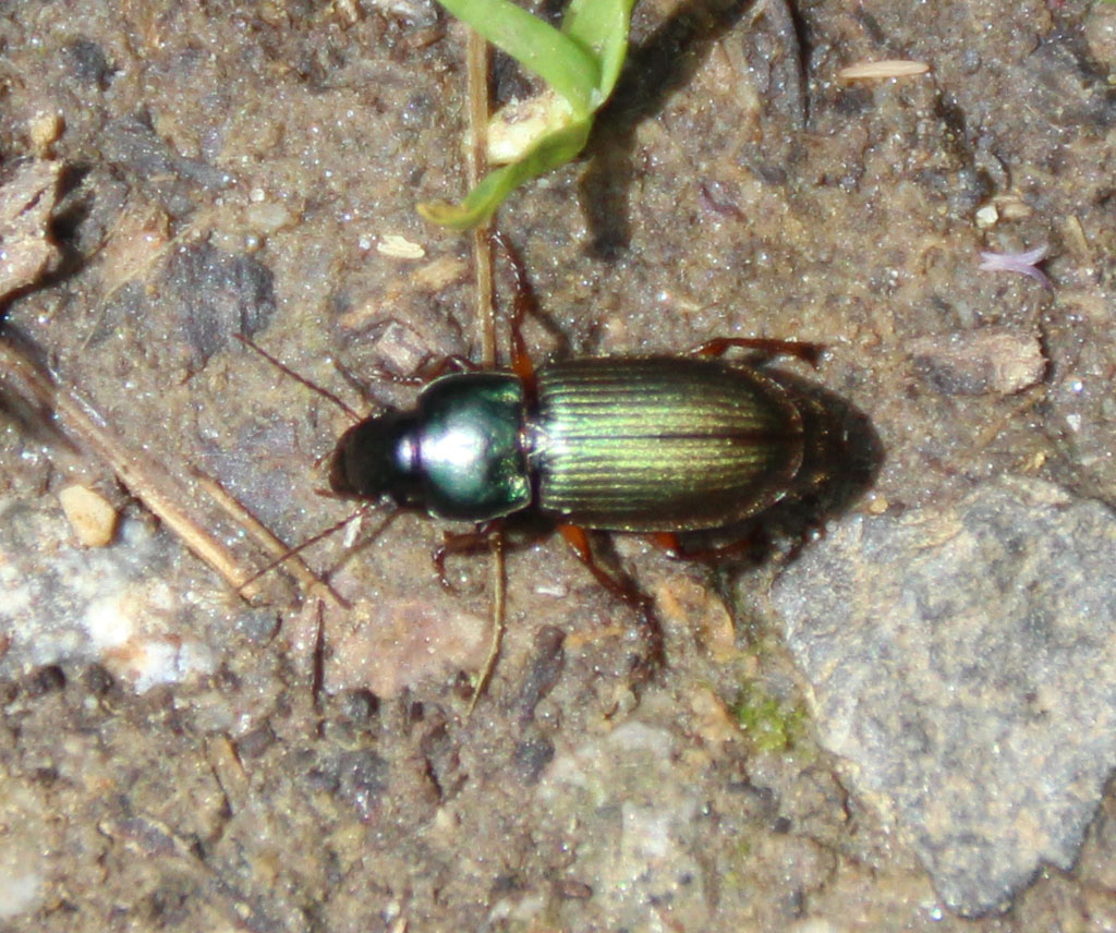 der hübsche  Käfer 