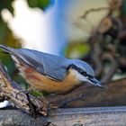 Der hübsche Kleiber -Sitta europaea ist zum Glück stabil im Bestand...