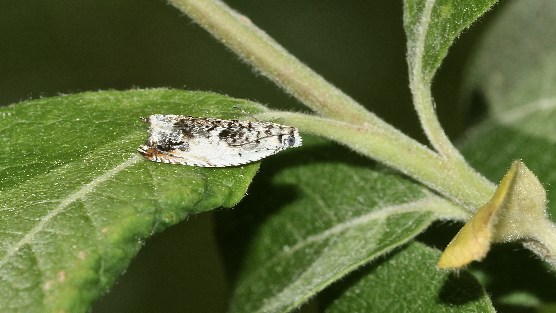 Der hübsche Kleinschmetterling ANCYLIS LAETANA ...