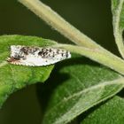 Der hübsche Kleinschmetterling ANCYLIS LAETANA ...