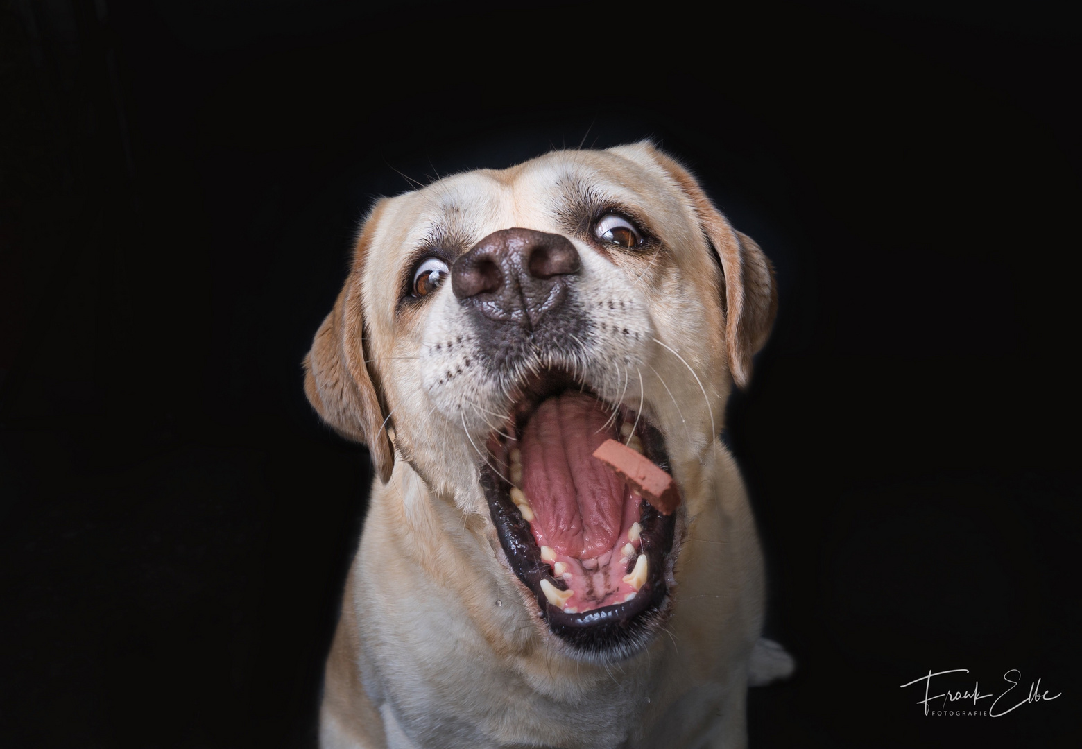 Der Hubsche Robby Foto Bild Hunde Hund Natur Bilder Auf Fotocommunity