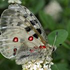 Der hübsche Rote (Parnassius apollo) - L'Apollon rouge!