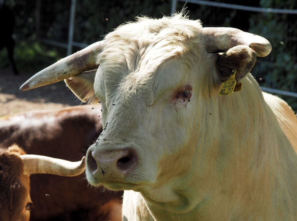 Der Hübsche....Bulle Foto & Bild tiere, stier, bulle Bilder auf