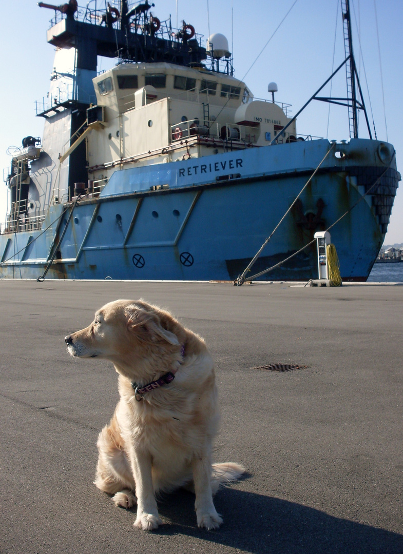 DEr hübschere Retriever