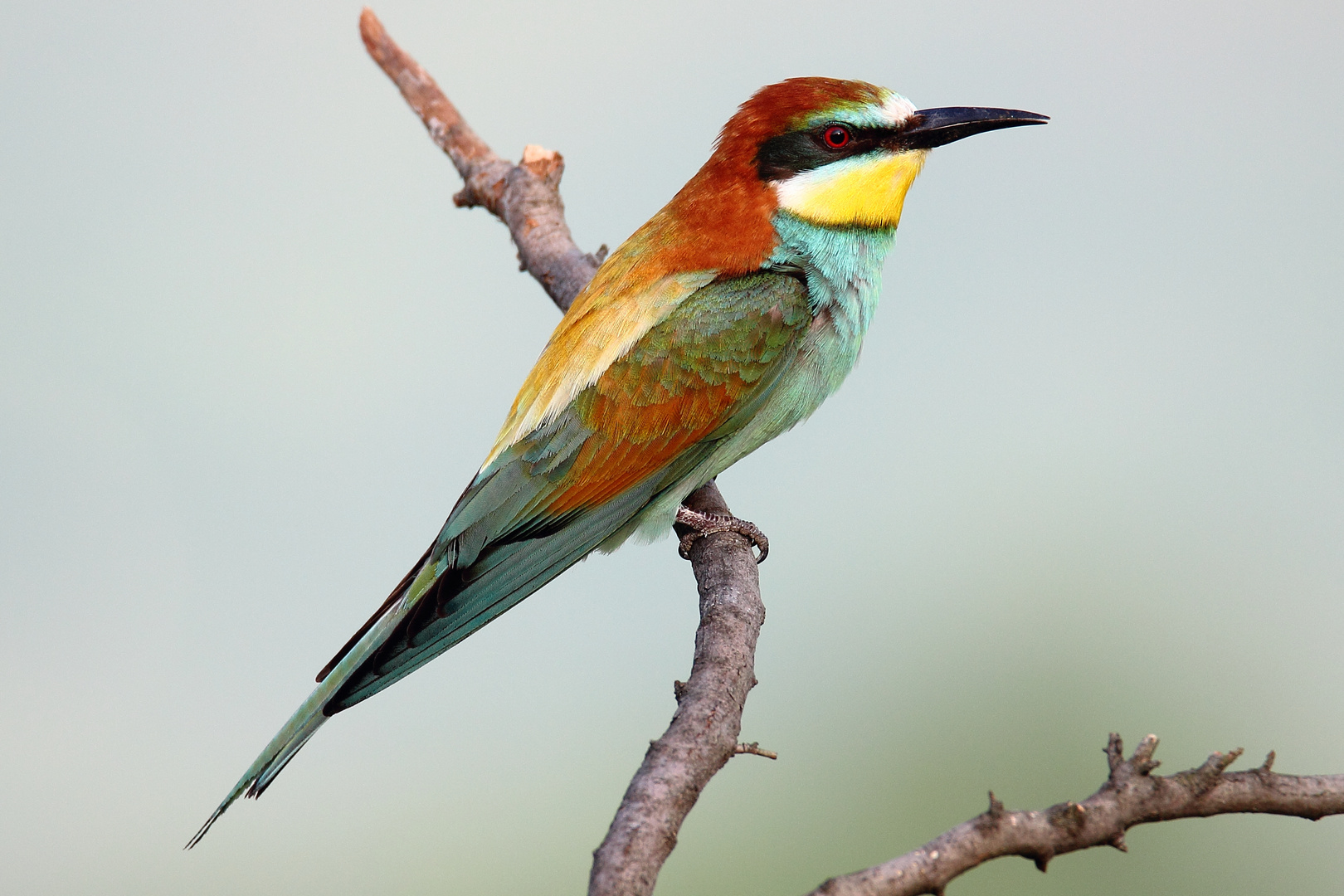 Der hübscheste Vogel der heimischen Fauna