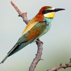 Der hübscheste Vogel der heimischen Fauna