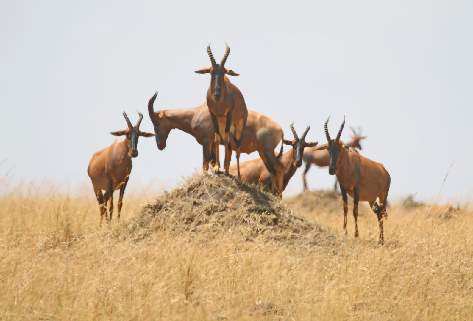 der Hügel Foto & Bild natur, paarhufer, tiere Bilder auf