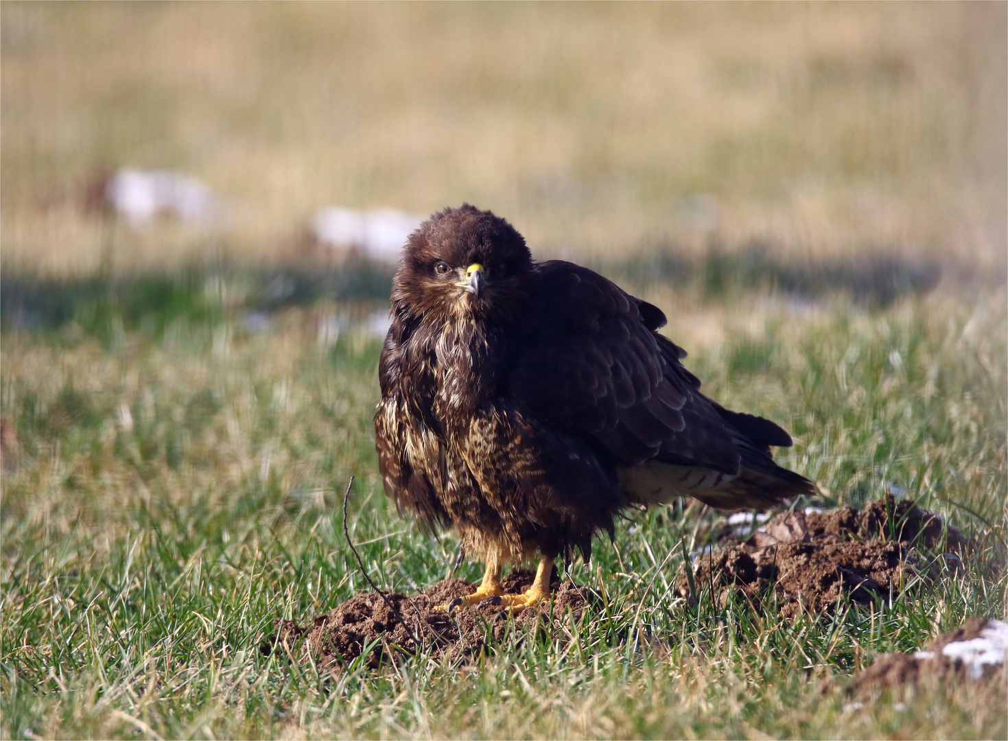 Der Hügelwächter - Bussard, Buteo buteo 