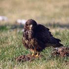 Der Hügelwächter - Bussard, Buteo buteo 