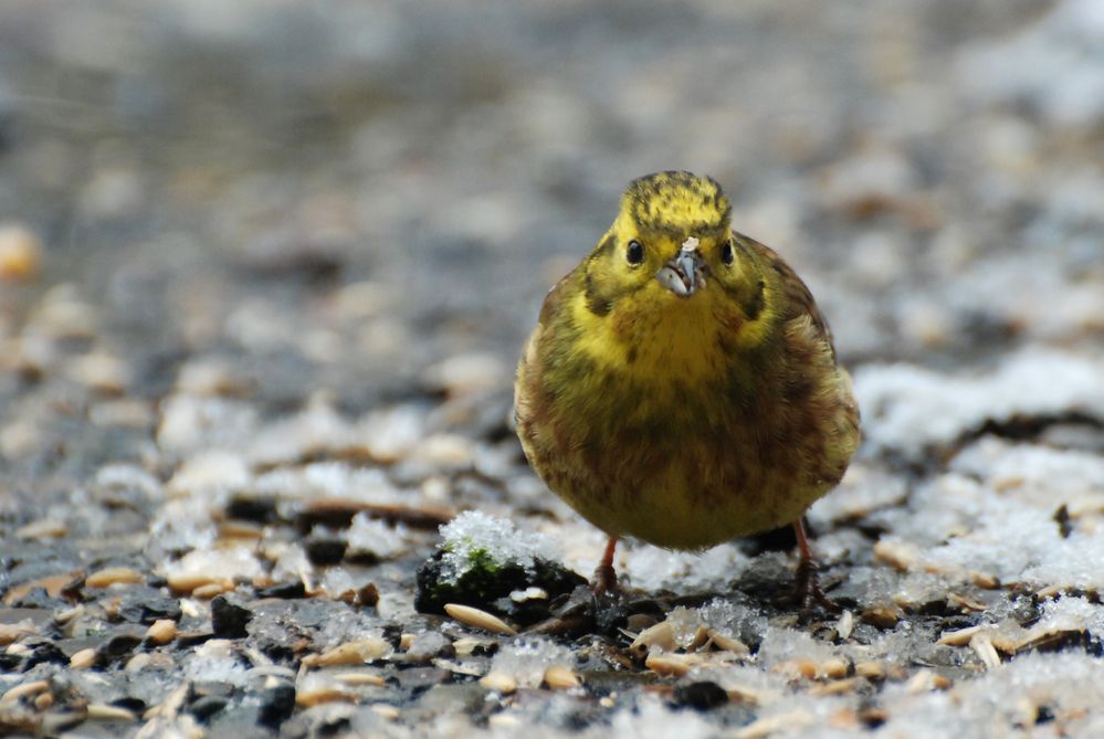 Der Hühnervogel..