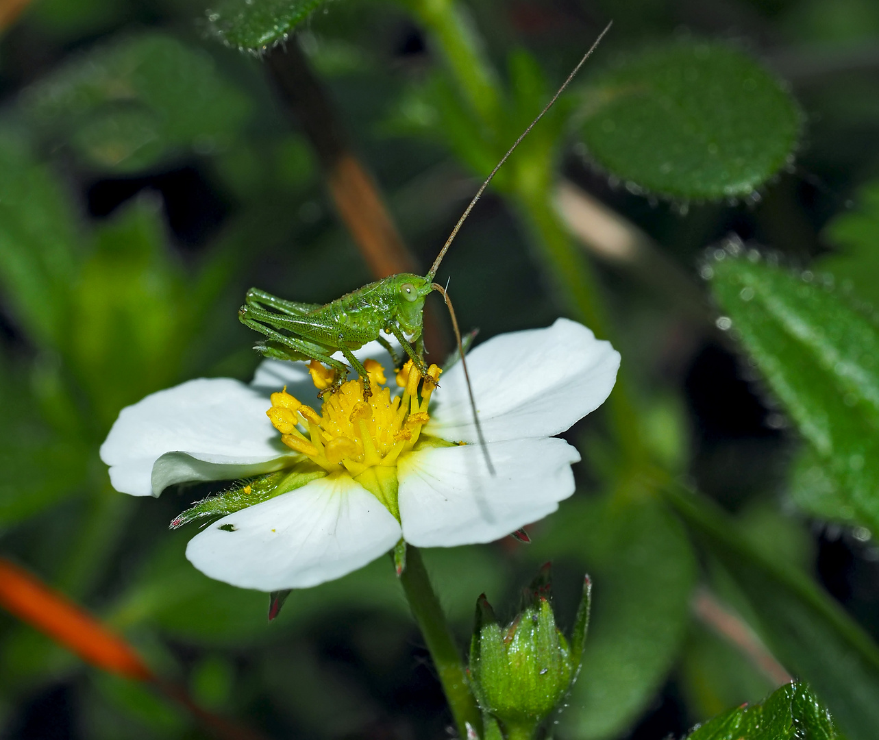 Der Hüpfer und die Erdbeerblüte! 