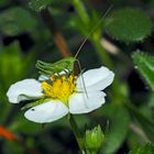 Der Hüpfer und die Erdbeerblüte! 