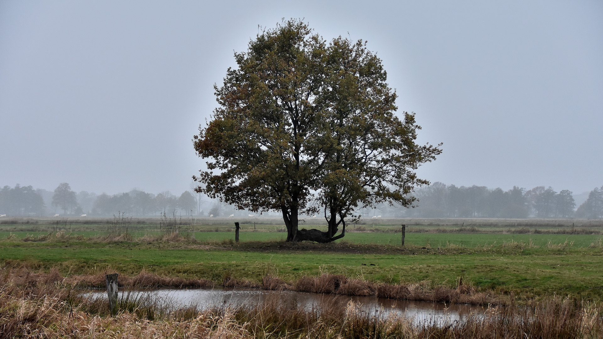 Der Hüte-Baum (02) !