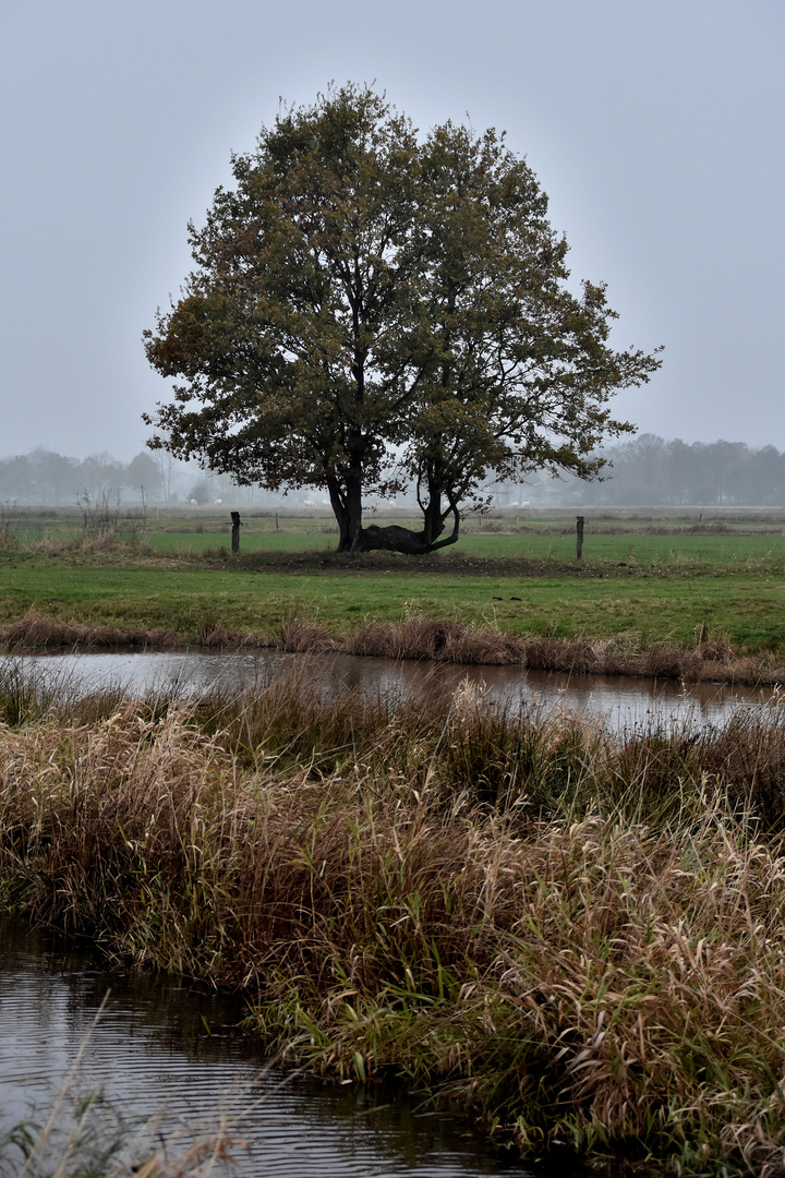 Der Hüte - Baum !