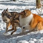 Der Hütehund und der Wolf