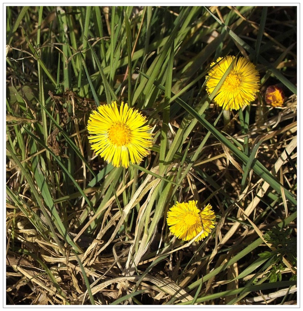 Der Huflattich blüht .Er zeigt seine schönen Blüten.