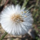 Der Huflattich 'Tussilago farfara' nach der Blüte