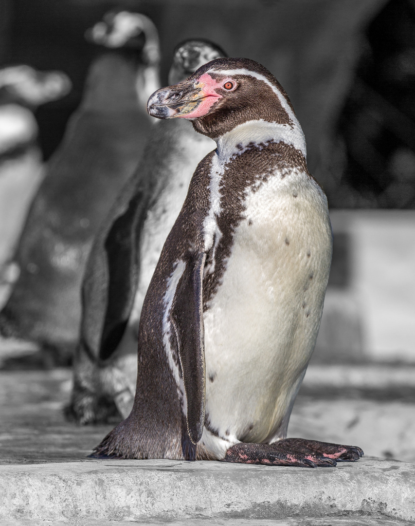 Der Humboldt-Pinguin