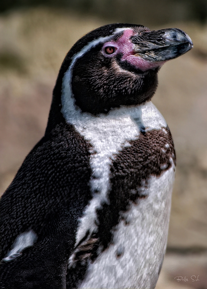 Der Humboldt-Pinguin