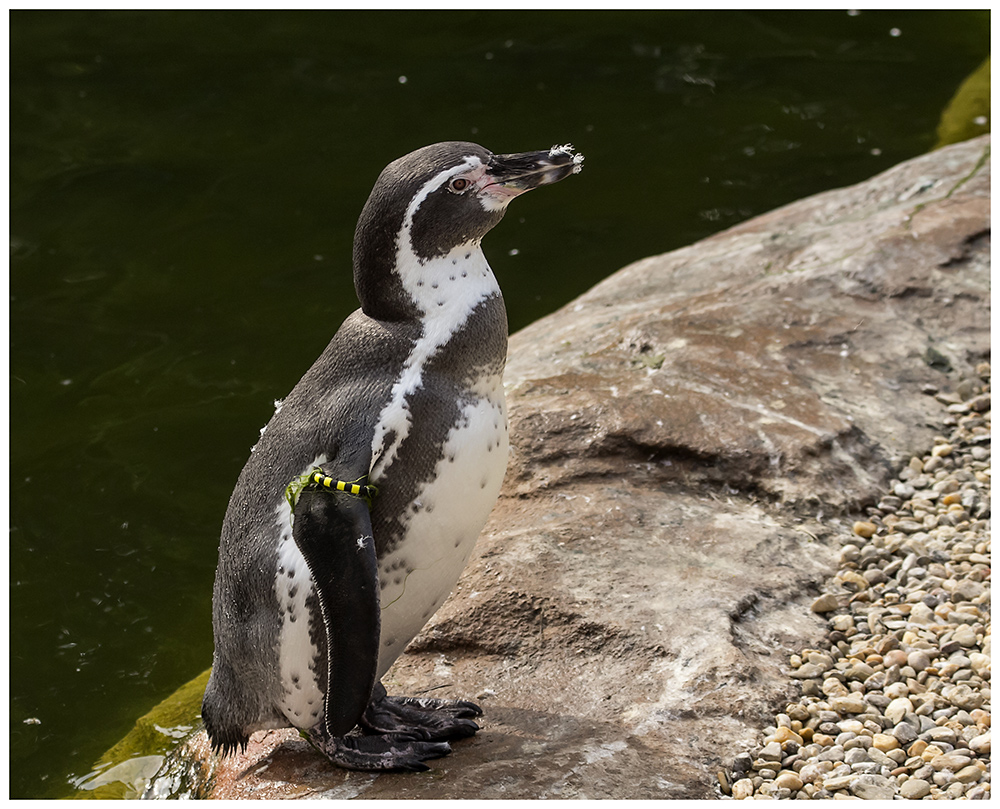 Der Humboldt-Pinguin