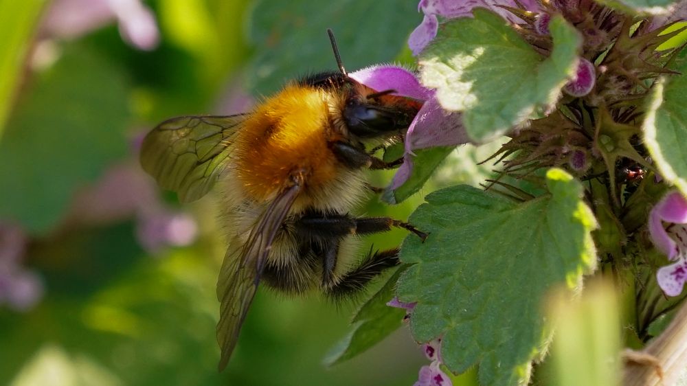 Der Hummel ganz nah